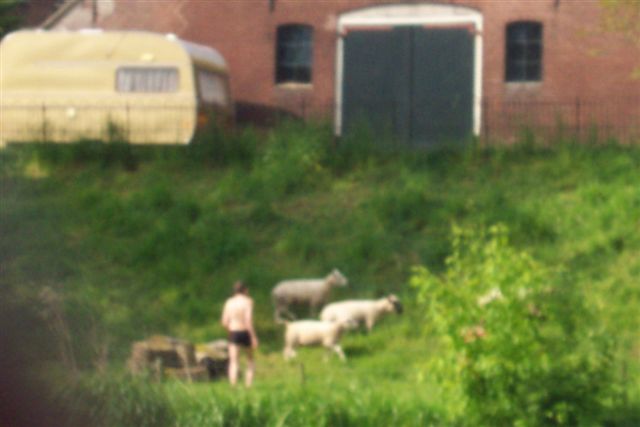 Linge beesd 029.jpg